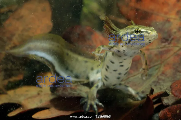 : Common Newt - neotenic male : Common Newt - neotenic male