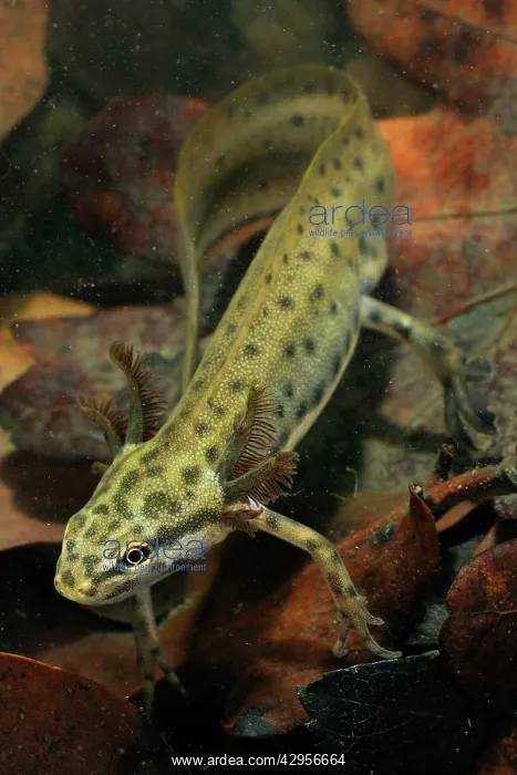 : Common Newt - neotenic male : Common Newt - neotenic male