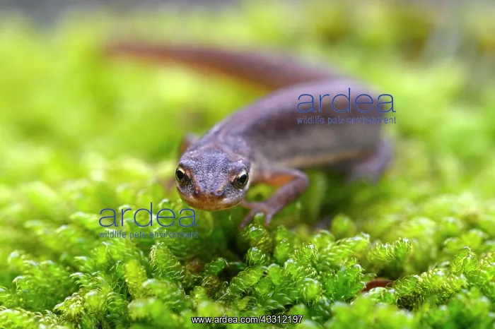 : Common newt (Triturus vulgaris), female in terrestrial : Common newt (Triturus vulgaris), female in terrestrial