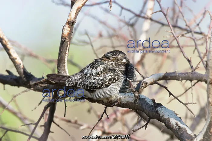  : Common Nighthawk
