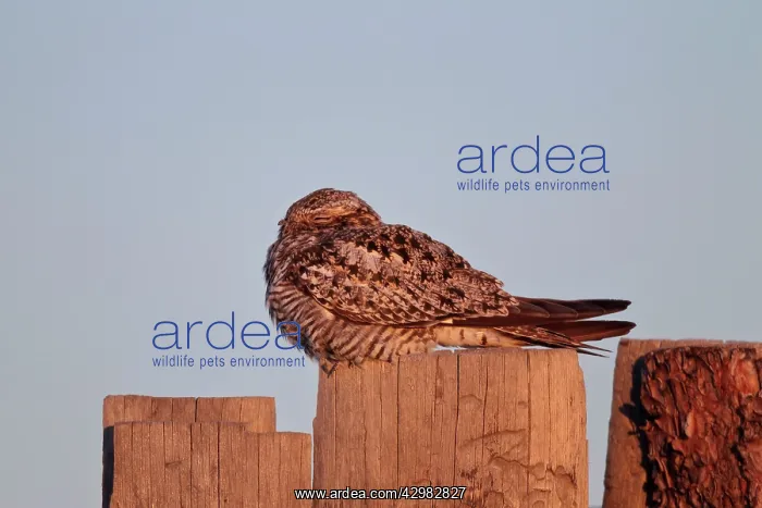 : Common Nighthawk : Common Nighthawk
