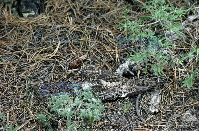 : Common Nighthawk : Common Nighthawk