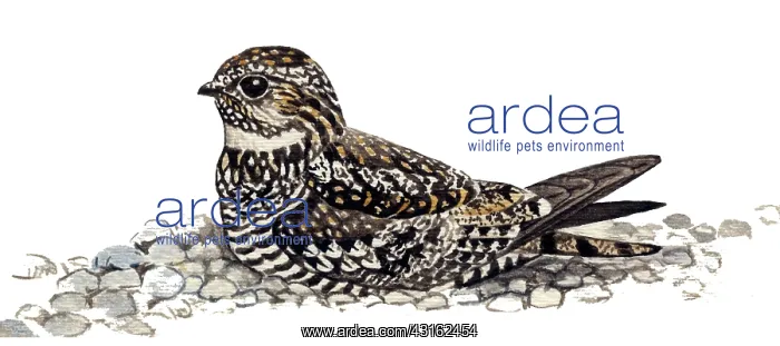 : Common Nighthawk : Common Nighthawk