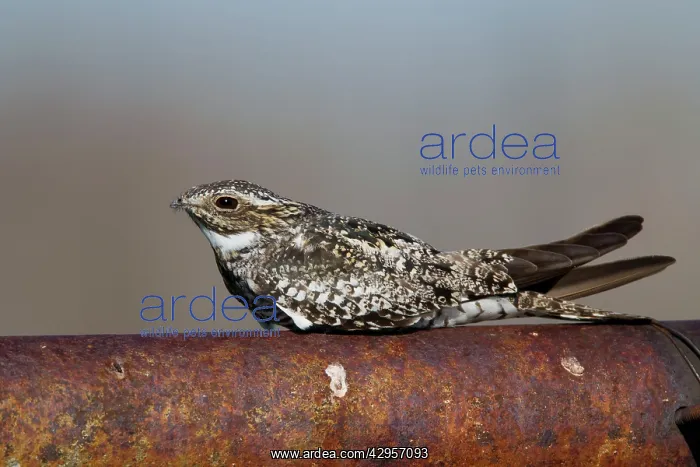 : Common Nighthawk - at day roost : Common Nighthawk - at day roost