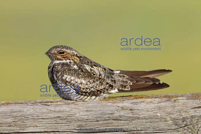 : Common Nighthawk - at day roost : Common Nighthawk - at day roost