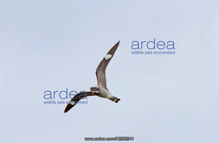 : Common Nighthawk - in flight hawking for insects : Common Nighthawk - in flight hawking for insects
