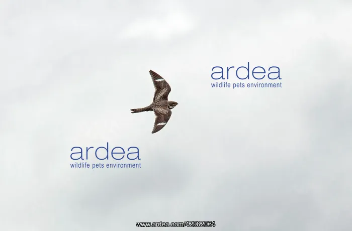 : Common Nighthawk - in flight hawking for insects in daylight : Common Nighthawk - in flight hawking for insects in daylight