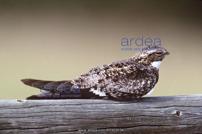 : COMMON NIGHTHAWK - ON LOG : COMMON NIGHTHAWK - ON LOG