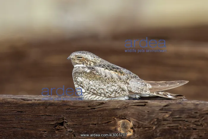 : Common Nighthawk - perched on fence post : Common Nighthawk - perched on fence post