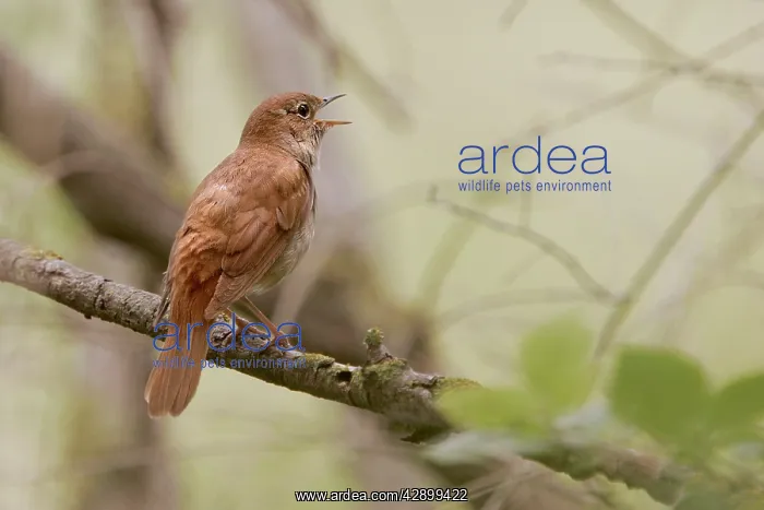  : Common Nightingale