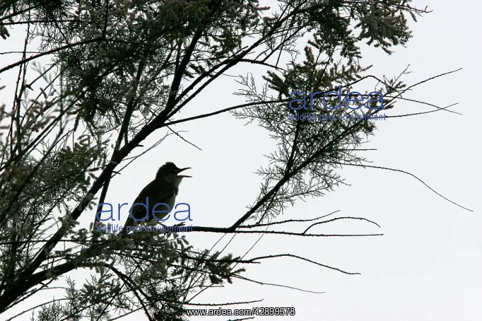 : Common Nightingale : Common Nightingale
