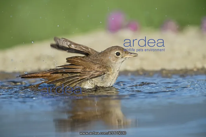 : Common Nightingale (Luscinia megarhynchos) bathing in waterhole : Common Nightingale (Luscinia megarhynchos) bathing in waterhole