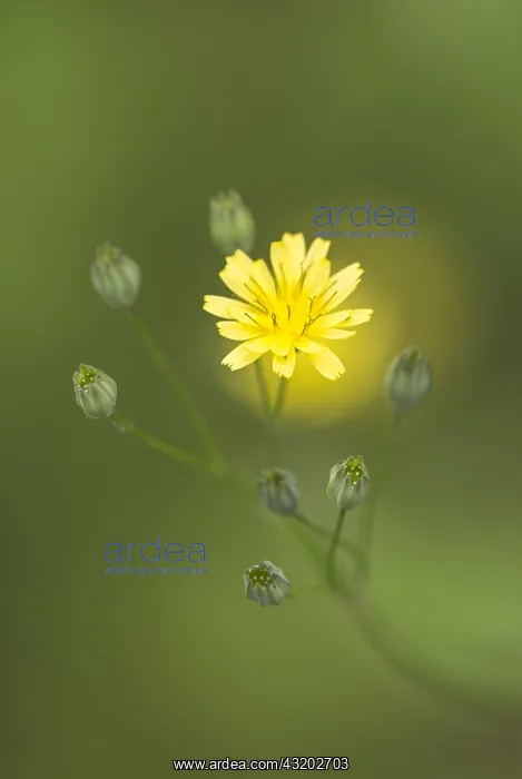 : Common Nipplewort (Lapsana communis) flowering : Common Nipplewort (Lapsana communis) flowering