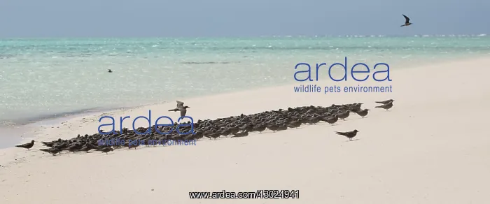 : Common Noddies facing a stiff breeze Michaelmas Cay G : Common Noddies facing a stiff breeze Michaelmas Cay G