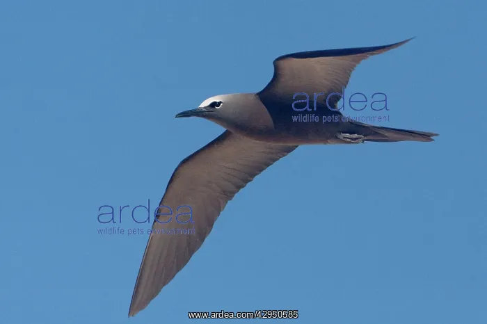 : Common Noddy - In flight : Common Noddy - In flight