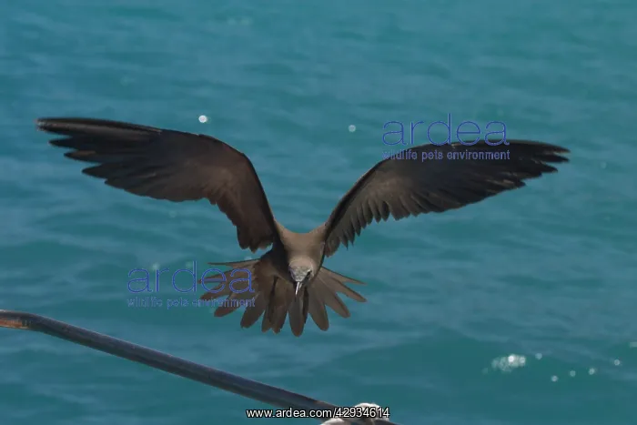 : Common Noddy Tern : Common Noddy Tern