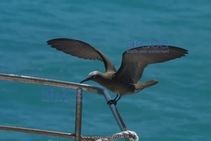  : Common Noddy Tern
