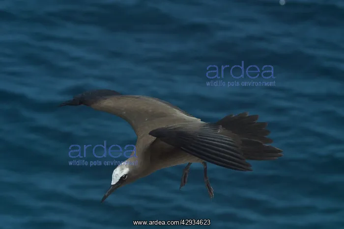 : Common Noddy Tern - In flight : Common Noddy Tern - In flight