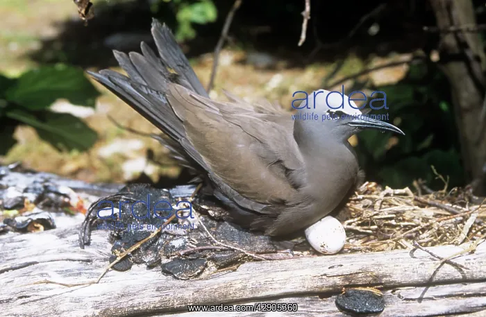 : Common Noddy TERN - on nest, with eggs : Common Noddy TERN - on nest, with eggs