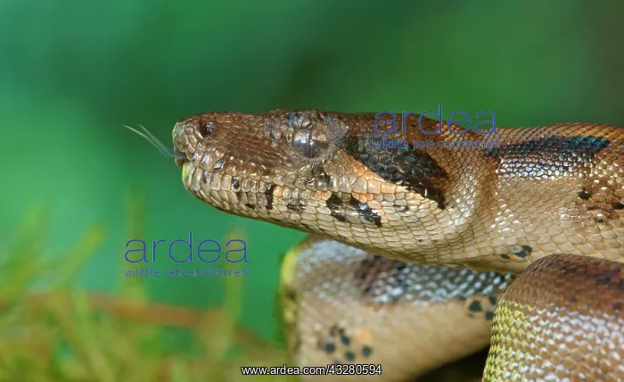 : Common Northern Boa (Boa constrictor imperator) : Common Northern Boa (Boa constrictor imperator)