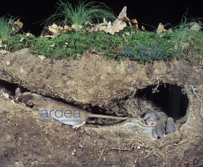 : Common / Norway / Brown Rat - litter in nest with : Common / Norway / Brown Rat - litter in nest with
