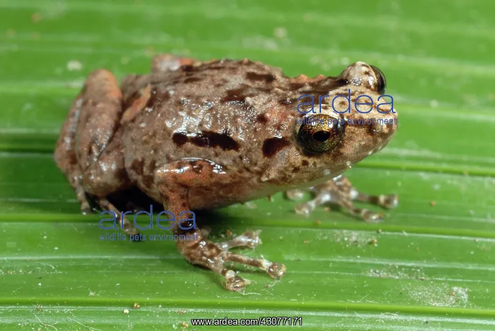 : Common Nursery Frog : Common Nursery Frog