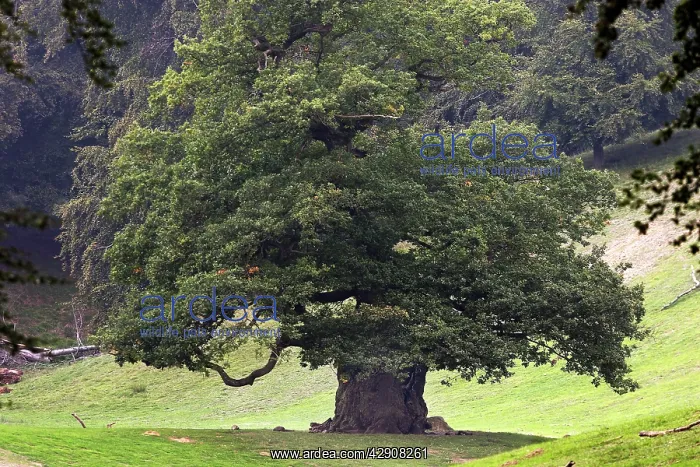 : Common Oak : Common Oak
