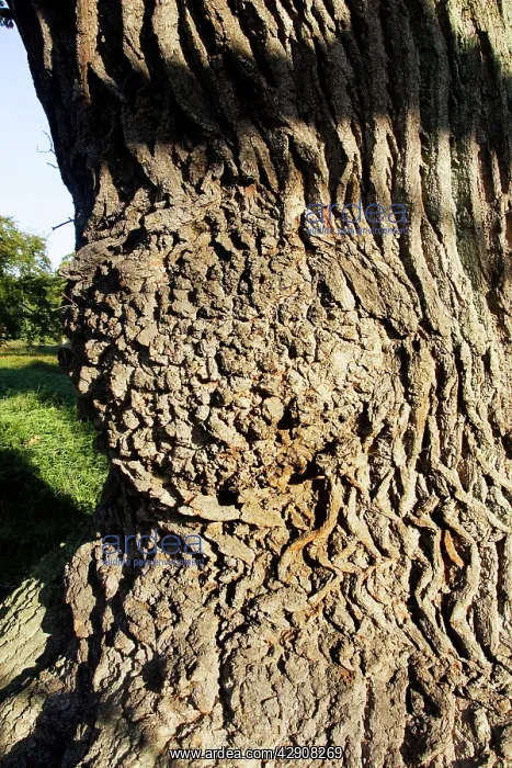 : Common Oak : Common Oak