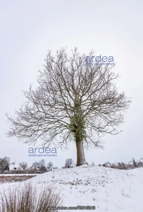 : COMMON OAK : COMMON OAK