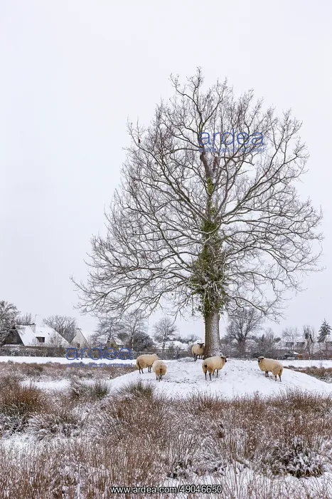 : COMMON OAK : COMMON OAK
