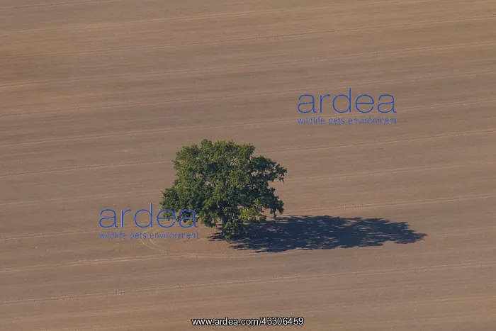 : Common Oak, English Oak - lonely oak in autumn - : Common Oak, English Oak - lonely oak in autumn -