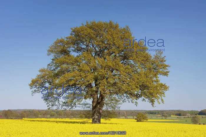  : Common Oak in flowering rape field