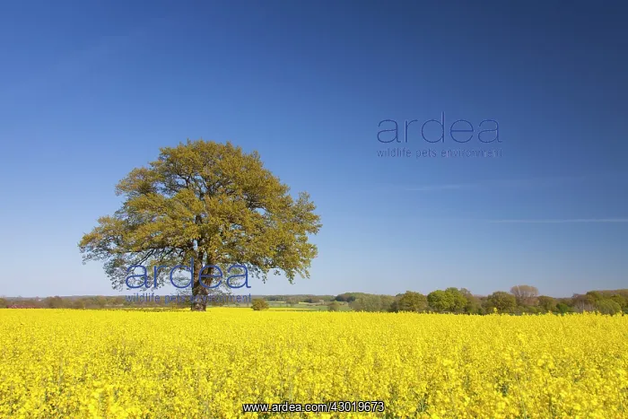  : Common Oak in flowering rape field