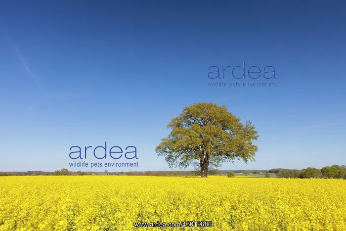  : Common Oak in flowering rape field