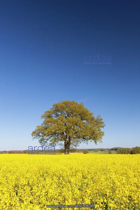  : Common Oak in flowering rape field