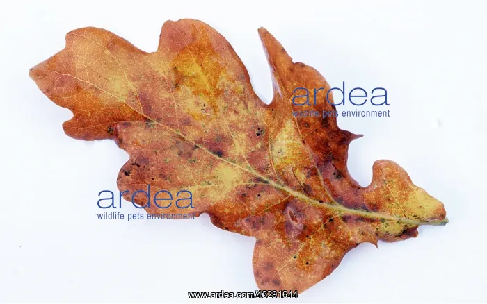 : COMMON OAK LEAF : COMMON OAK LEAF