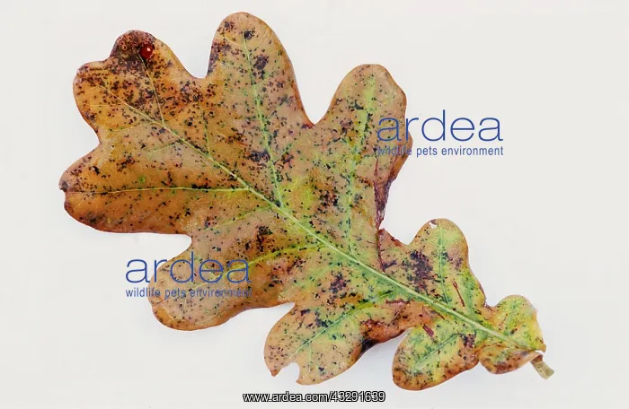 : COMMON OAK LEAF - Showing necrotic spots meaning it is dying : COMMON OAK LEAF - Showing necrotic spots meaning it is dying