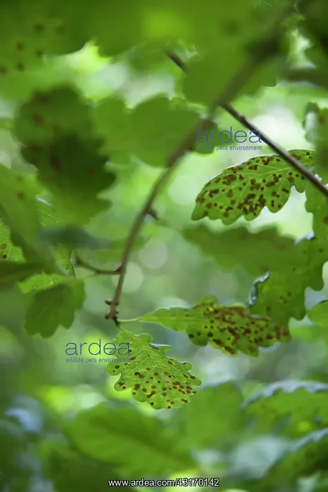 : Common oak, Quercus robur, leaves infested with the common s : Common oak, Quercus robur, leaves infested with the common s