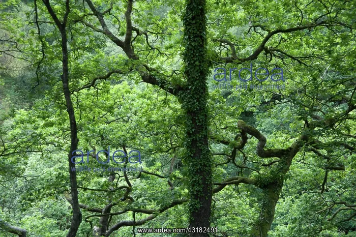 : Common oak, Quercus robur, Side view of upper branches : Common oak, Quercus robur, Side view of upper branches