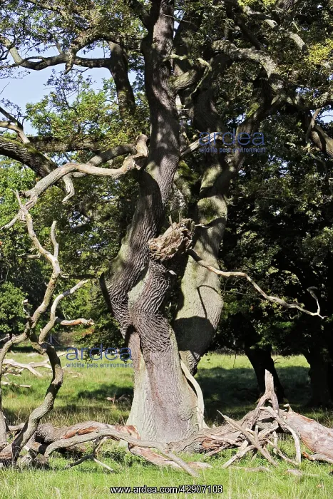 : Common Oak Tree : Common Oak Tree