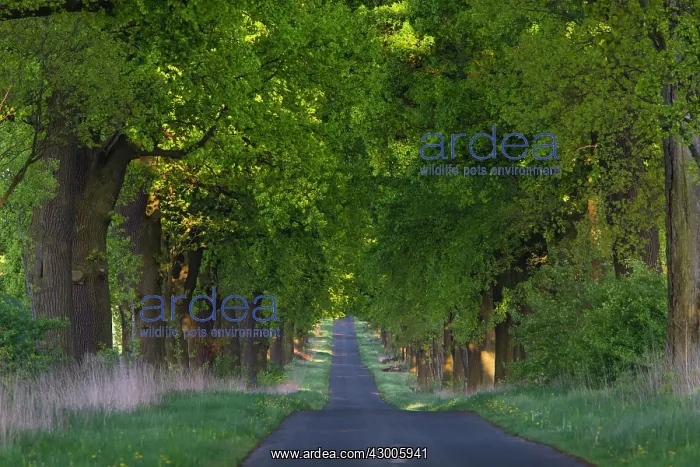 : Common Oak Tree Allee, in late spring evening light : Common Oak Tree Allee, in late spring evening light