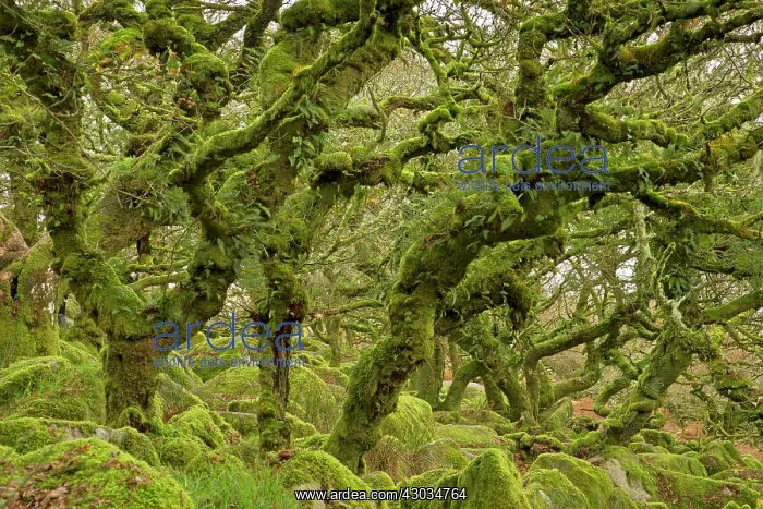 : Common Oak Trees ancient gnarled mossy woodland : Common Oak Trees ancient gnarled mossy woodland