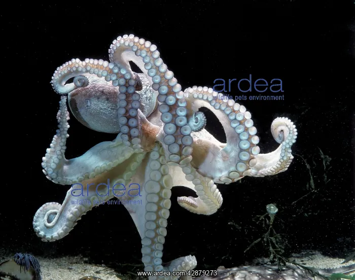 : Common OCTOPUS : Common OCTOPUS