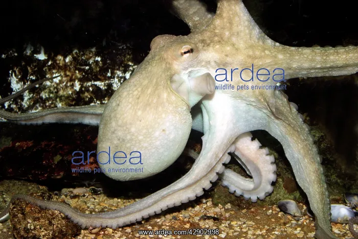 : Common Octopus : Common Octopus