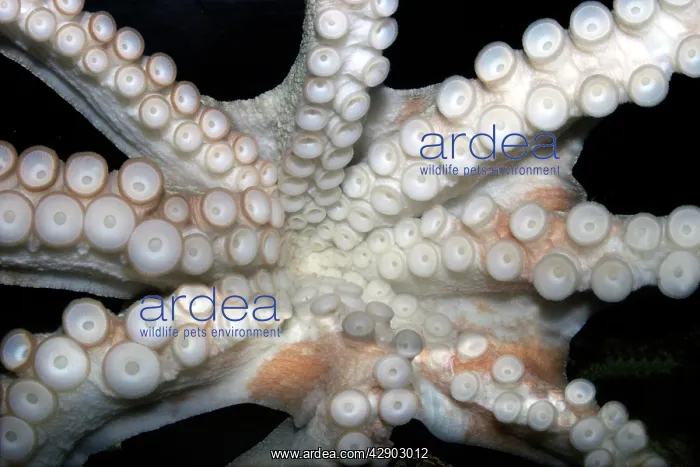: Common Octopus : Common Octopus