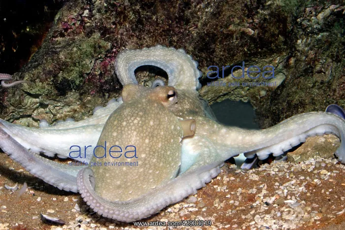: Common octopus : Common octopus