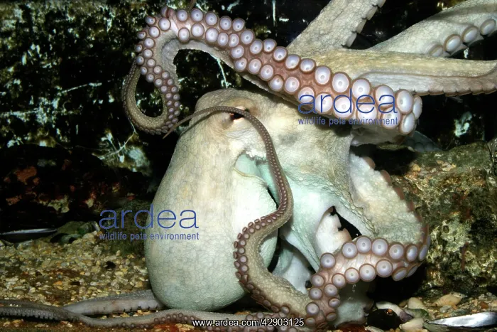 : Common Octopus : Common Octopus