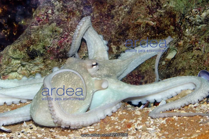 : Common Octopus : Common Octopus