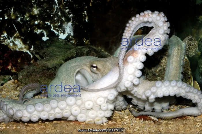: Common Octopus : Common Octopus