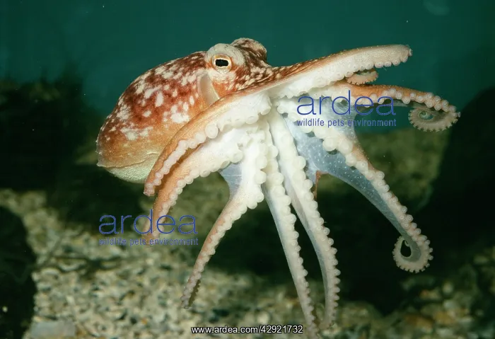  : Common OCTOPUS